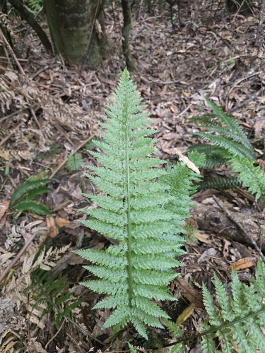 Asplenium bulbiferum, photograph 5