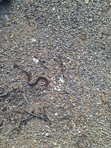 Black-naped Hooded Snake