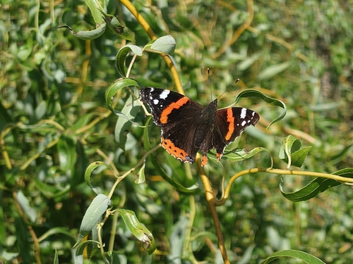 Red Admiral