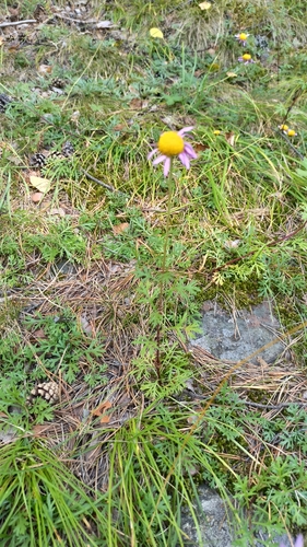 Chrysanthemum zawadzkii, photograph 5