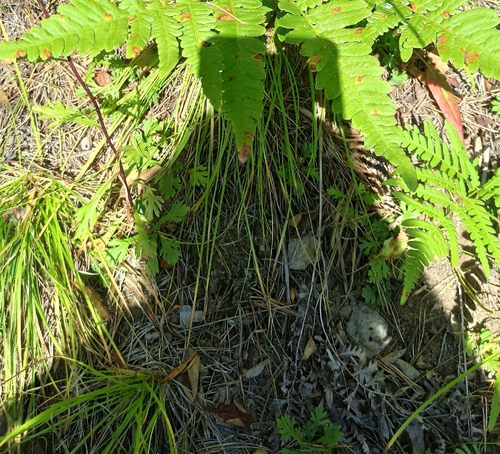 Chrysanthemum zawadzkii, photograph 4