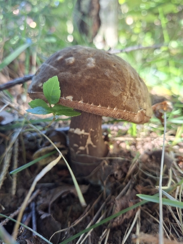 Dusky Bolete