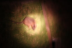 Notamacropus eugenii