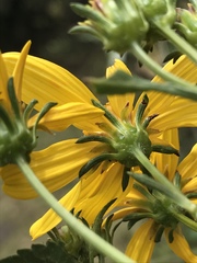 Bidens rubifolia