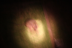 Notamacropus eugenii