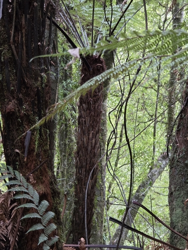 Ripogonum scandens, photograph 4