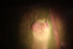 Notamacropus eugenii