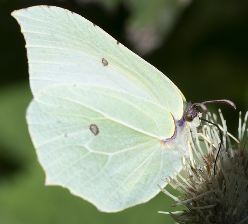 Common Brimstone