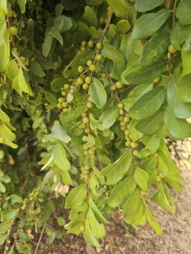 knobbly sweetberry