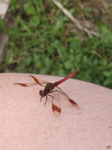 Banded Darter