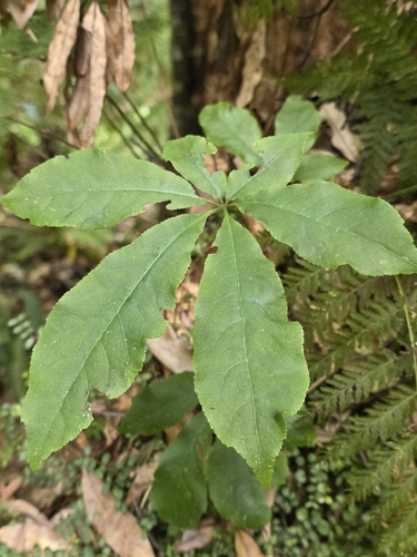 Schefflera digitata, photograph 6