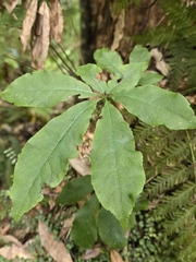 Schefflera digitata, photograph author not stated, no rights reserved