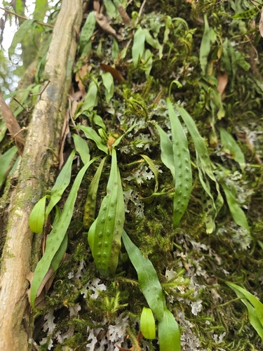 Loxogramme dictyopteris, photograph 3