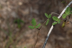 Glycine tomentella