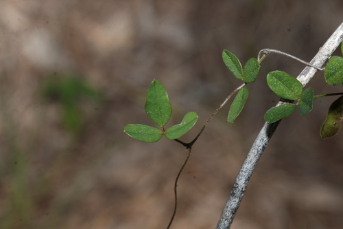 Glycine tomentella, photograph 1