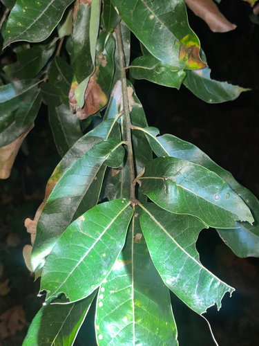 shingle oak