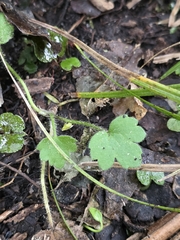 Ranunculus reflexus, photograph author not stated, no rights reserved