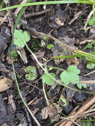 Ranunculus reflexus, photograph 4