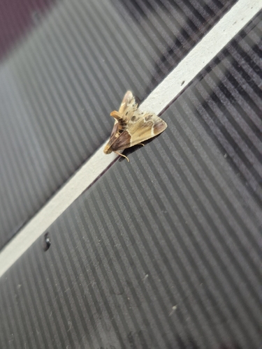 Meal moth
