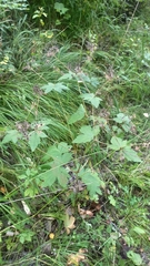 Geranium platyanthum