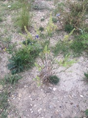 Lepidium austrinum