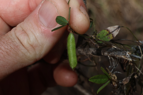 Glycine tomentella, photograph 3