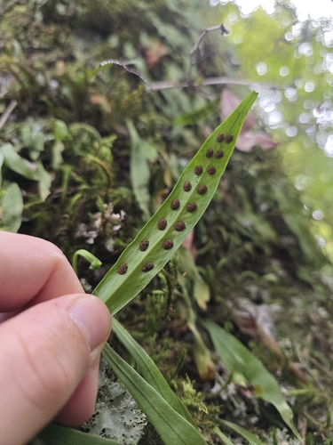 Loxogramme dictyopteris, photograph 4