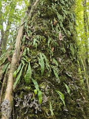 author not stated, no rights reserved Loxogramme dictyopteris, photograph author not stated, no rights reserved