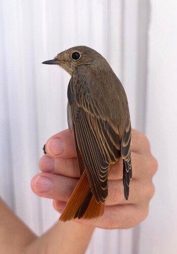 Common Redstart