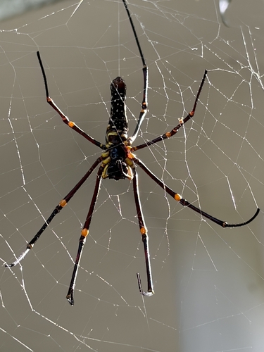 Giant Golden Orbweaver