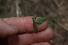Glycine tomentella, photograph (c) Greg Tasney, some rights reserved (CC BY-SA)