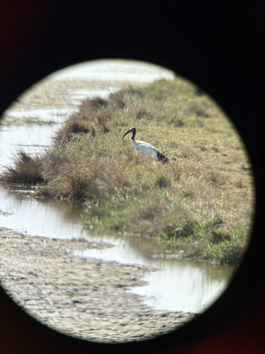 iNaturalist image