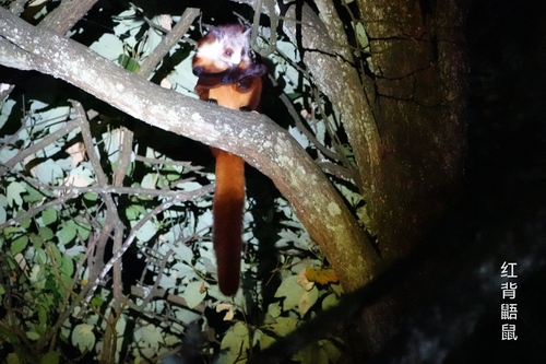 Mainland Red-and-white Giant Flying Squirrel