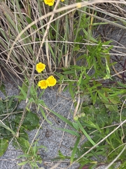 author not stated, no rights reserved Senecio skirrhodon, photograph author not stated, no rights reserved