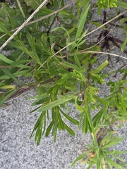 Senecio skirrhodon, photograph author not stated, no rights reserved