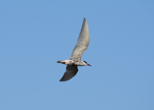 iNaturalist: (c) Ding Yuan, some rights reserved (CC BY-NC), uploaded by Ding Yuan iNaturalist image