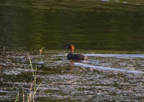 Little Grebe