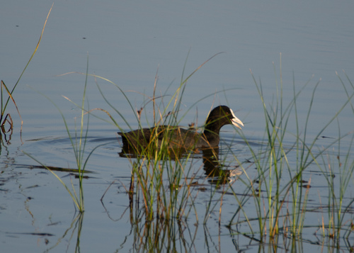Eurasian Coot