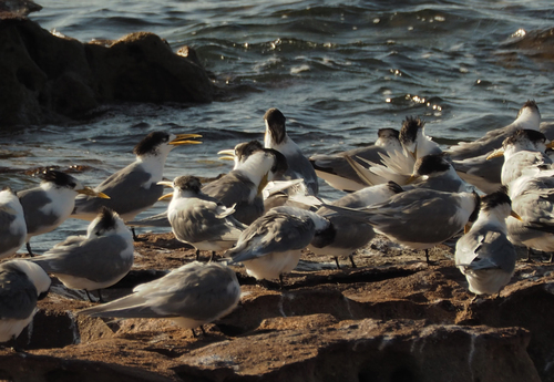 iNaturalist image