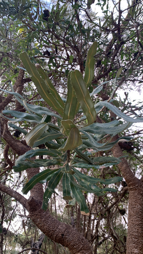 Banksia menziesii