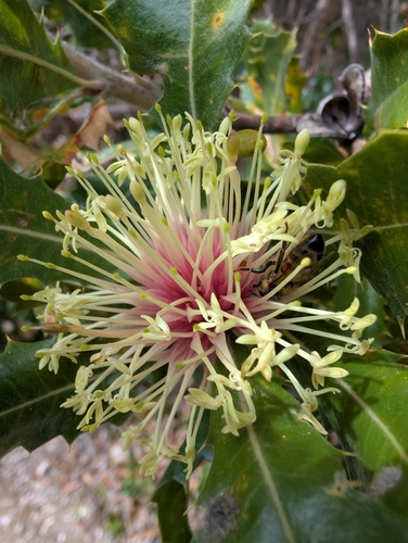 Banksia ilicifolia, photograph 4