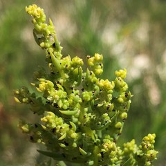 Suaeda linearis