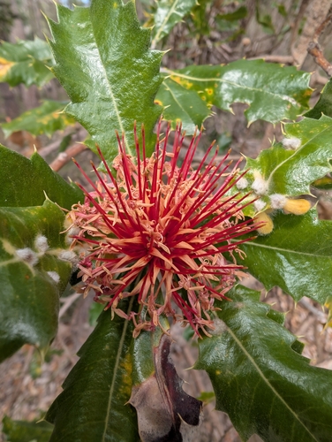 Banksia ilicifolia, photograph 5