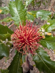 Banksia ilicifolia, photograph author not stated, no rights reserved