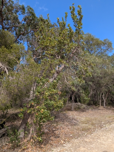 Banksia ilicifolia, photograph 6
