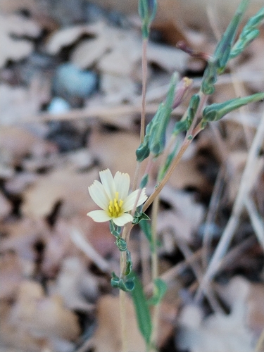 Lactuca saligna, photograph 4