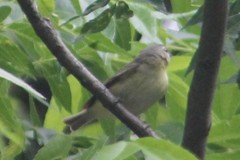 Vireo philadelphicus