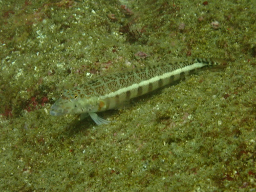 Parapercis xanthozona observed 2026-09-06