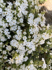 Phlox subulata