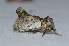 Inguromorpha basalis